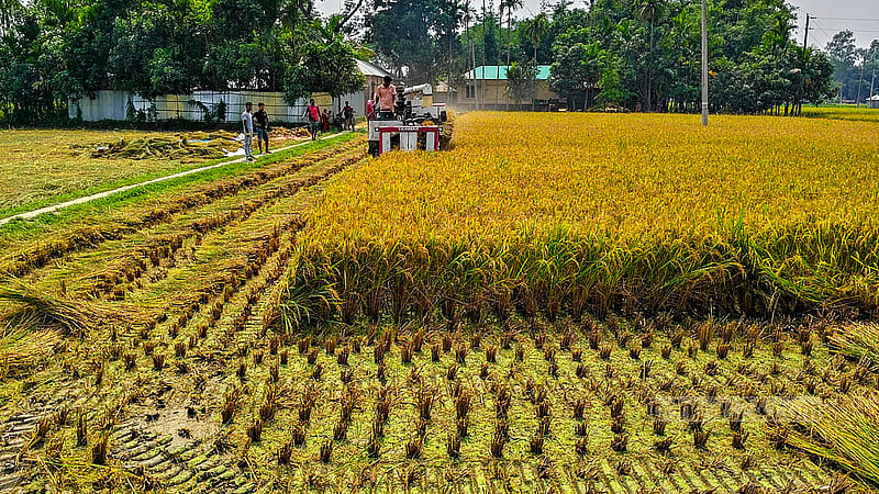 A combine harvester collects rice in crop fields in Habibullapur village at Sadullapur Upazila, Gaibandha. Photo: tazul islam Reza