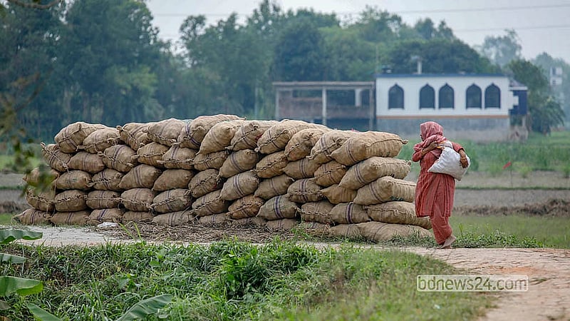 Potatoes are brought from the fields in sacks and placed on the side of the road. From here, the potatoes will be taken to cold storage. Photo: Abdullah Al Momin