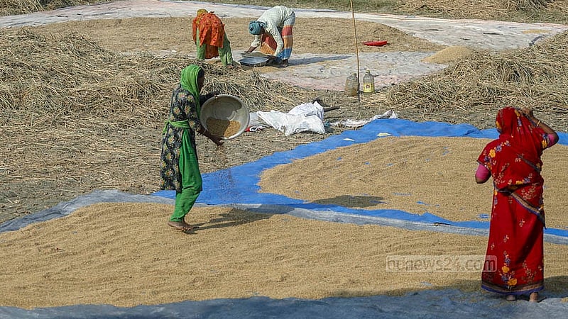 Women dry Aman paddy in the field after the harvest in the Zajira area of Dhaka’s Keraniganj. Photo: Abdullah Al Momin