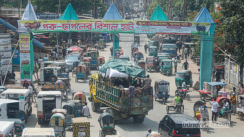 Cattle are arriving by road from different southern districts, underscoring the scale of supply feeding Dhaka’s Eid demand. Photo: Abdullah Al Momin