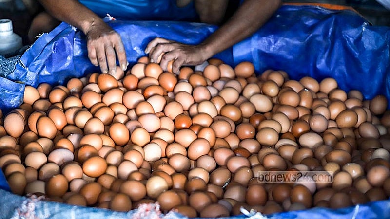 Eggs collected from a poultry farm are kept in a large pile. The farm sells a dozen eggs at a retail price of Tk 135. Photo: Abdullah al Momin