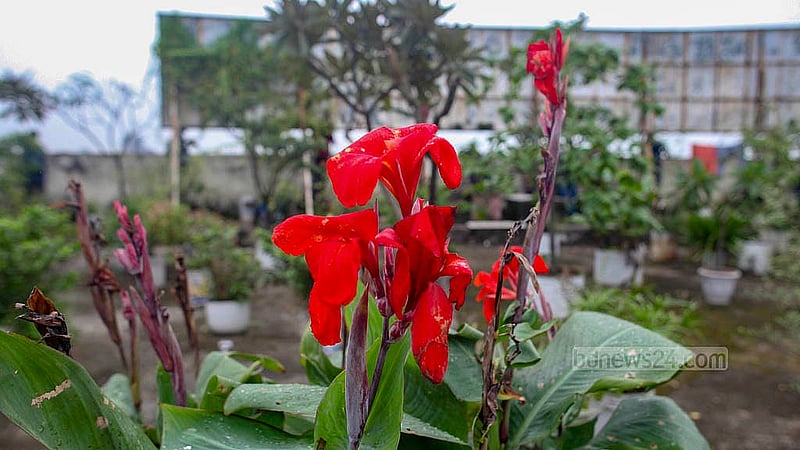 Flowers bloom on the rooftop garden of Building No. 1 at Bangladesh Medical University. Credit: Abdullah Al Momin