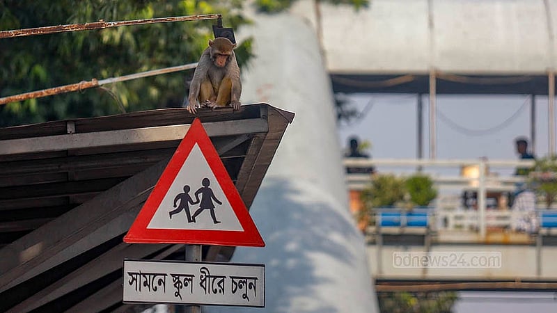 Monkeys sit on the passenger canopy on the pavement of BAF Shaheen College in Dhaka. Photo: Mahmud Zaman Ovi