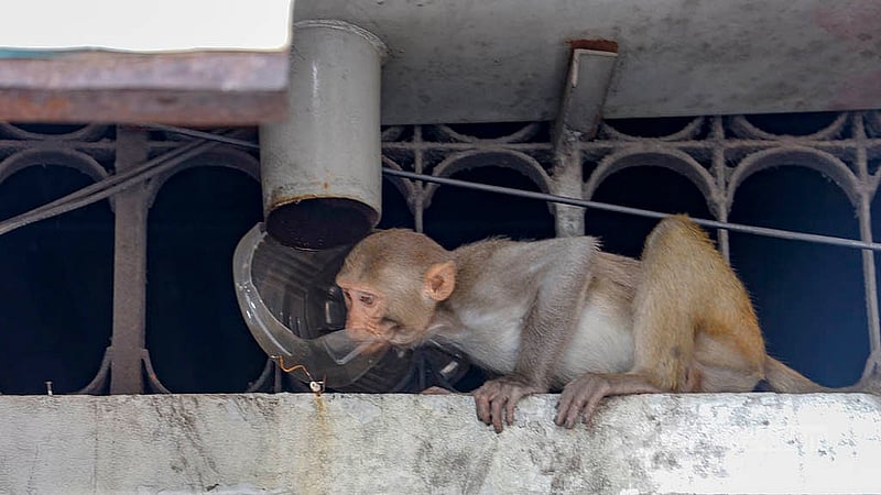 Monkeys are drinking water stored in plastic containers over the walls of BAF Shaheen College in Dhaka. These monkeys are frequent here for food. Photo: Mahmud Zaman Ovi
