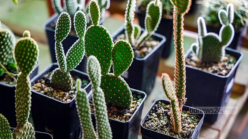 Cacti prices at the National Tree Fair vary, starting from Tk 150 and reaching into the thousands. Photo: Mahmud Zaman Ovi