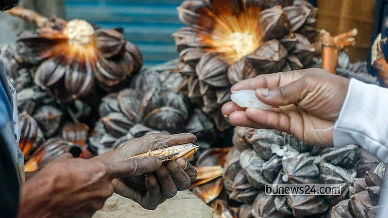 The inside of the Gol Fol looks similar to a palm. This fruit grows on the Golpata tree on the coast of the Sundarbans. Photo: Abdullah Al Momin