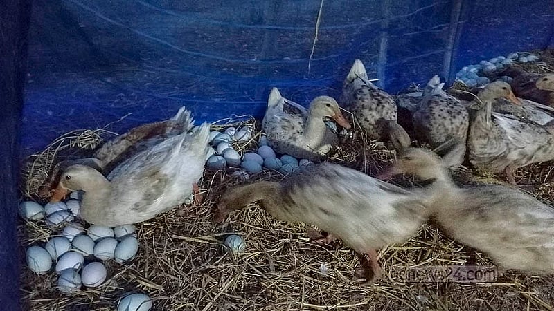 The mobile duck coops produce 400-430 eggs a day, occasionally even producing over 500. The farmers earn about Tk 200,000-225,000 per month from selling the eggs. Photo: Abul Hayat Shaheen