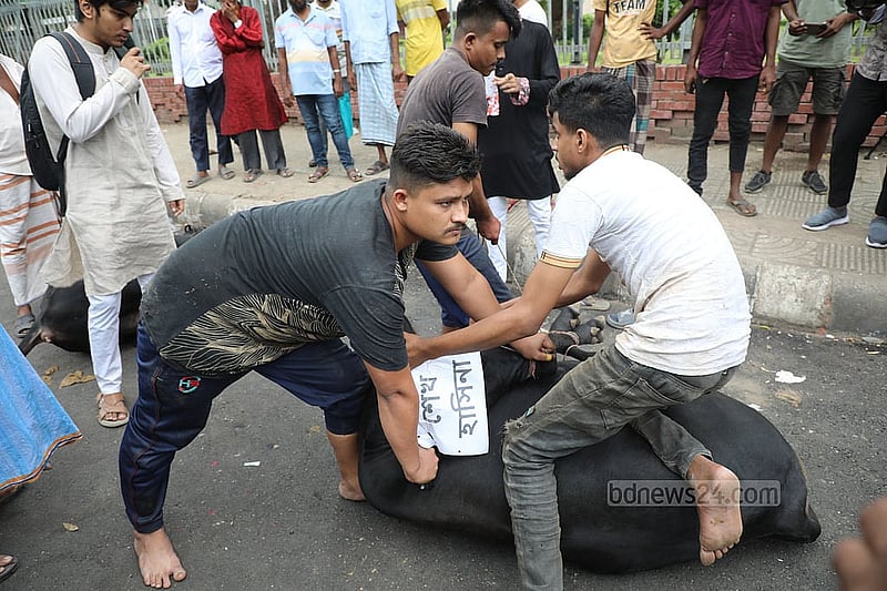 The Private University National Association of Bangladesh brings a cow as a sacrifice to mark the interim government’s decision to ban the activities of the ousted Awami League on Monday, May 12, 2025. Photo: Mahmud Zaman Ovi