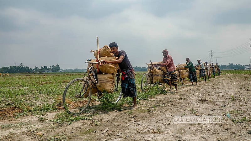 Labourers transport sacks of potatoes from the fields on bicycles in the Birtara area of Sreenagar. They carry 160 to 200kg of potatoes on these bicycles at a time. Photo: Abdullah Al Momin