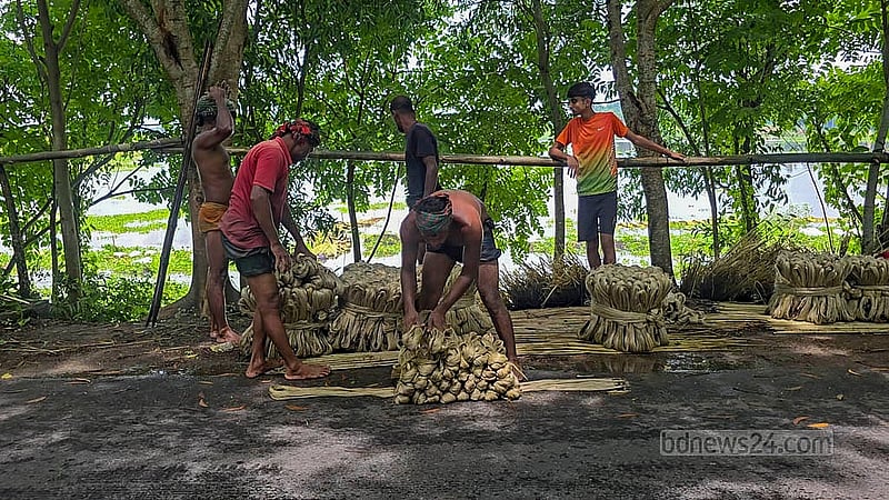A farmer prepares bundles of jute for retting in the waterlogged Member Gotti area of Faridpur’s Salta Upazila. Photo: Sheikh Mofijur Rahman Shipon