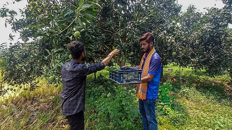 Farmers have started picking Guti mangoes in Naogaon, one of the largest mango-producing districts in the country, on Friday, May 24, 2025. Photo: Sadequl Islam