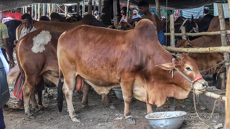 Cows have been brought from different districts to Dhaka's Postogola Shmashan Ghat cattle market ahead of Eid-ul-Azha. Photo: Abdullah Al Momin