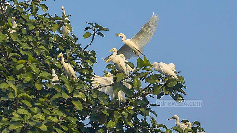 A flock of egrets perches on a tree. Due to deforestation and poachers, this bird has moved further away from human settlements. Photo: Abdullah Al Momin