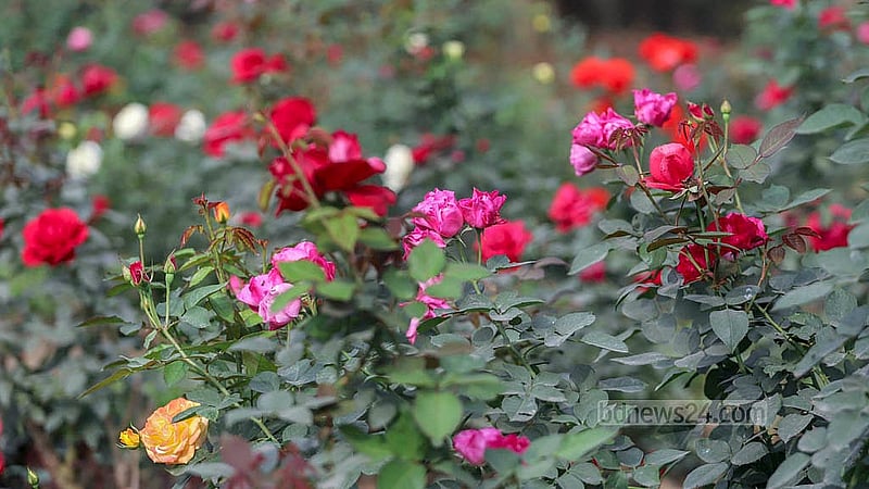 The gardens of Ramna Park have 10 different varieties of roses in different shades. Photo taken on Tuesday, Jan 21, 2025. Photo: Abdullah al Momin