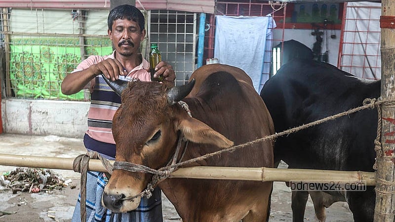 A man applies oil on the horns of a cow at Dhaka's Postogola Shmashan Ghat cattle market to attract buyers on Monday, May 26, 2025. Photo: Abdullah Al Momin