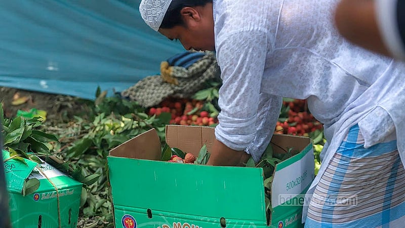 Lychees at an orchard in Narayanganj's Sonargaon are being prepared for transport to the market. Photo: Abdullah Al Momin