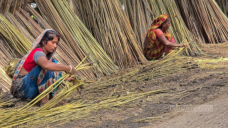 In Faridpur, it’s not just the men - women too join in the labour-intensive jute fibre stripping process. Photo: Sheikh Mofijur Rahman Shipon