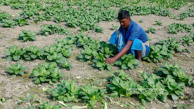 Chinese cabbage is cultivated in Dhaka’s Savar and Manikganj’s Singair Upazila. It sells for Tk 100-120 per kg at the markets.  Photo: Abdullah al Momin