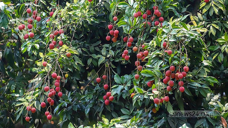 Bunches of ripe lychees hang from the trees at Gabtoli in Narayanganj's Sonargaon. Photo: Abdullah Al Momin