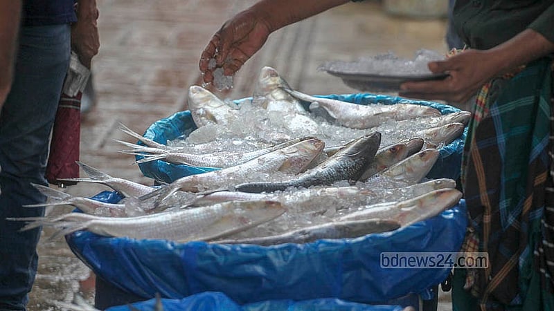 From afternoon until night, fish stalls operate daily on the footpath in front of Karwan Bazar railway gate. A vendor sprinkles ice over hilsa to keep them fresh. Photo: Abdullah Al Momin