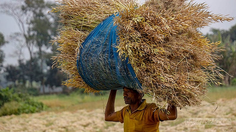 A labourer carries bundles of mustard along a narrow ridge between fields in Sirajdikhan, Munshiganj. Photo: Mahmud Zaman Ovi