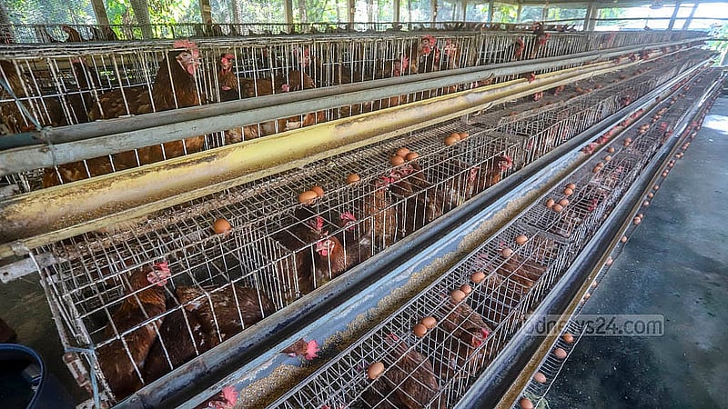 A poultry farm in the Ghoshkanda area of Dhaka’s South Keraniganj has about 2,100 hens and produces approximately 1,600 eggs per day. Photo: Abdullah al Momin