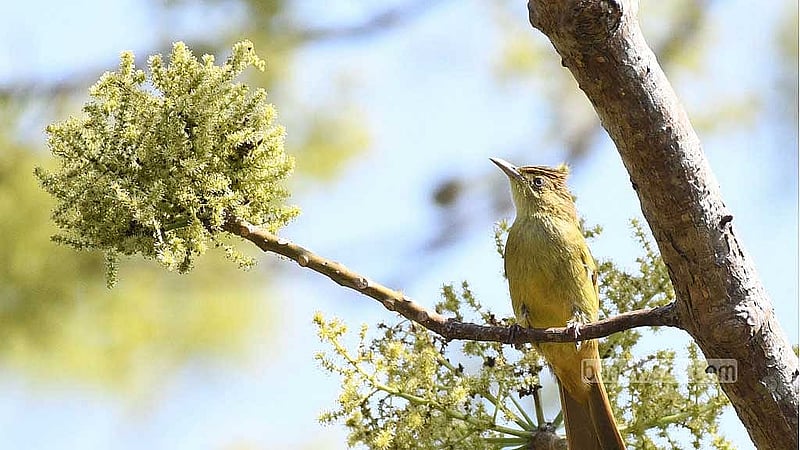 A grey-eyed bulbul finds refuge in the branches of a tree in Khagrachhari's Bara Kangrakhaiya forest.
