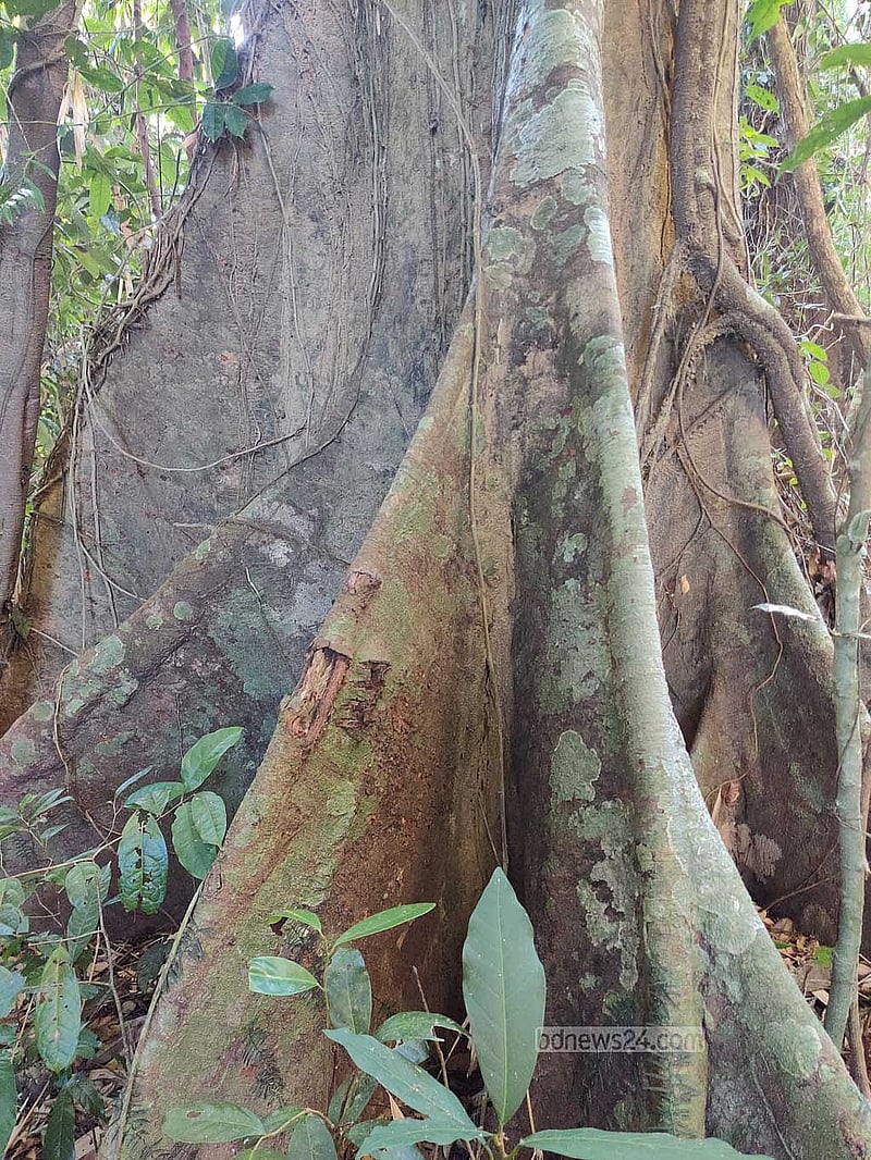 The base of a century-old tree, though its species remains unidentified.