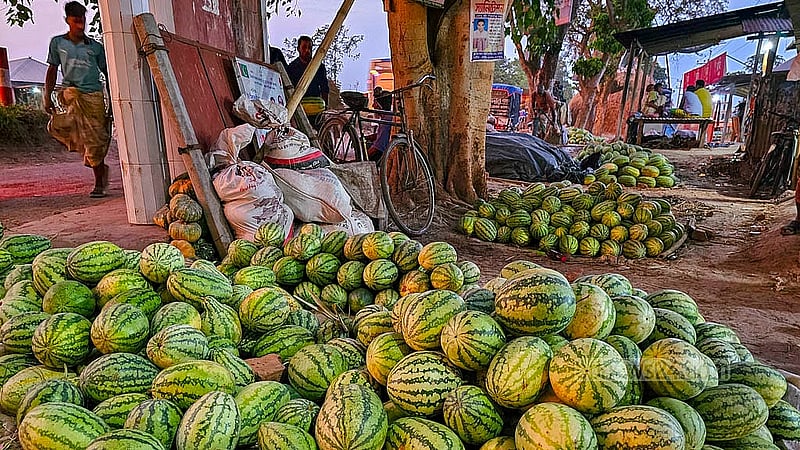 Wholesale buyers are picking up watermelons for Tk 20 to Tk 30 each, drawing traders from all over the country. Photo: Tariqul Hasan