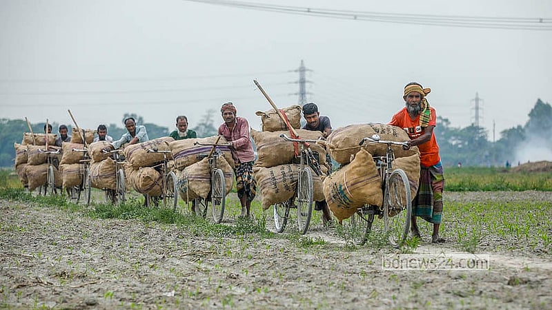 Labourers transport sacks of potatoes from the fields on bicycles in the Birtara area of Sreenagar. They carry 160 to 200kg of potatoes on these bicycles at a time. Photo: Abdullah Al Momin