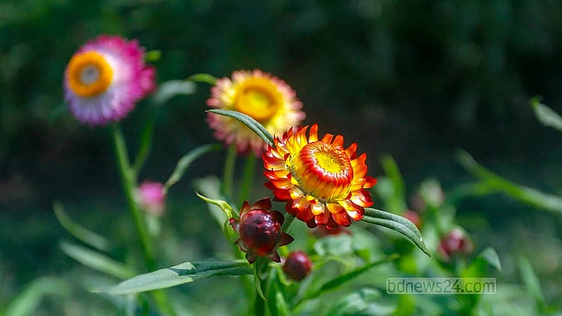 The gardens of Ramna Park brim with colourful local and foreign flowers that attract visitors. Photo taken on Tuesday, Jan 21, 2025. Photo: Abdullah al Momin