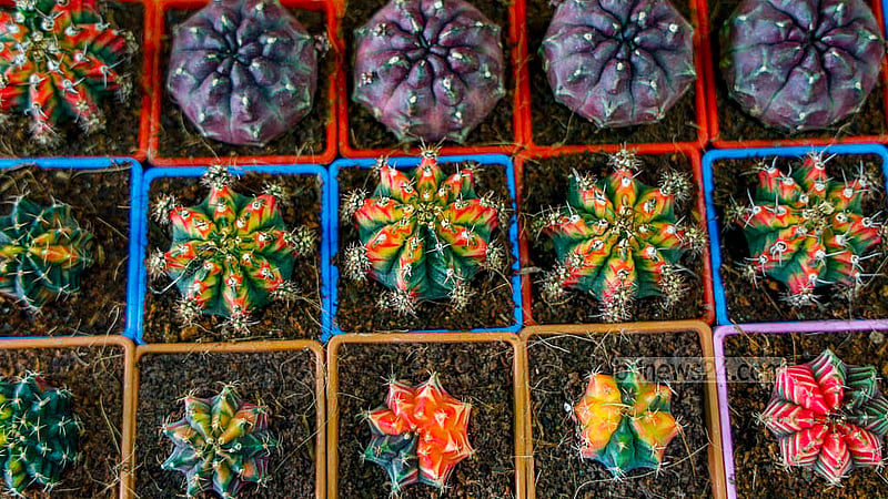 These plants have gained popularity for their ability to thrive in minimal light, air, and water. Photo: Mahmud Zaman Ovi