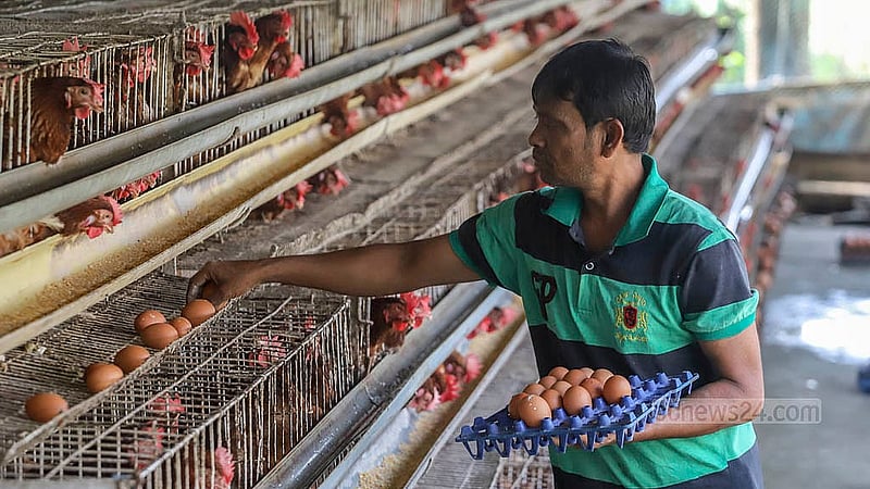 A worker collects eggs at a poultry farm in the Ghoshkanda area of Dhaka’s South Keraniganj. Photo: Abdullah al Momin