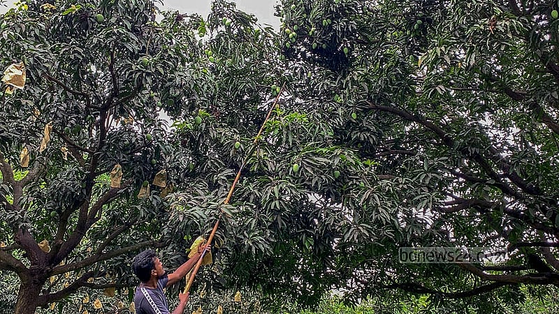 Guti mangoes are harvested according to the timetable set by the government in Rajshahi. These are the first mango variety to be harvested in the district this year.