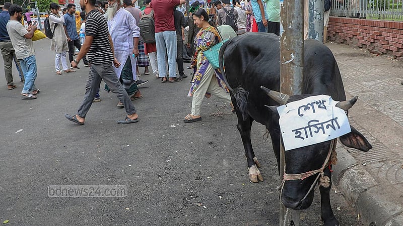 The Private University National Association of Bangladesh brings a cow as a sacrifice to mark the interim government’s decision to ban the activities of the ousted Awami League on Monday, May 12, 2025. Photo: Mahmud Zaman Ovi