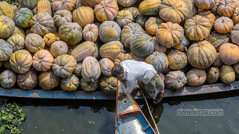The pumpkins of Arial Beel in Srinagar, Munshiganj attract many due to their size. Photo: Abdullah Al Momin