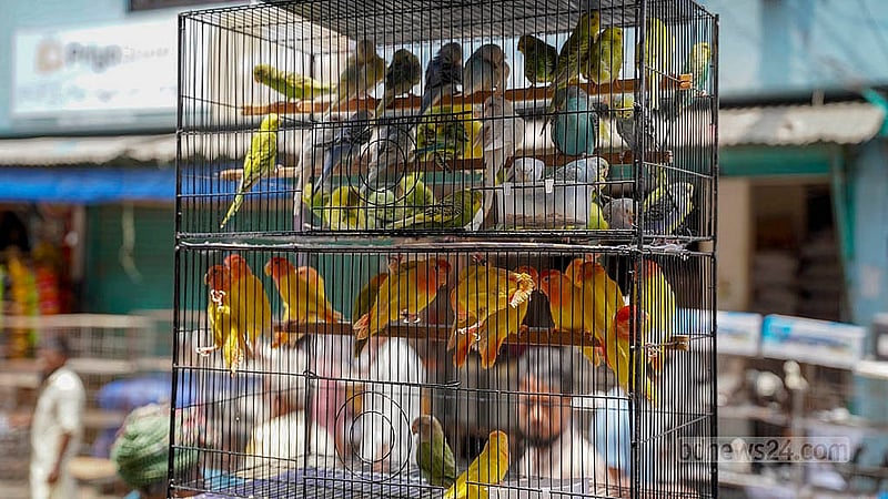 Cages filled with lovebirds and budgerigars draw customers' attention at the Mirpur bird market. Lovebirds are selling for Tk 1,500 to Tk 4,000 a pair depending on colour, while budgerigars are priced between Tk 300 and Tk 400 a pair. Photo: Tanjinur Rahman Bhuiyan