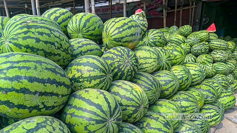 Before the onset of summer, the Mustafapur fruit warehouse in Madaripur Sadar Upazila bustles with watermelon sales. Photo: Ripon Chandra Mallick