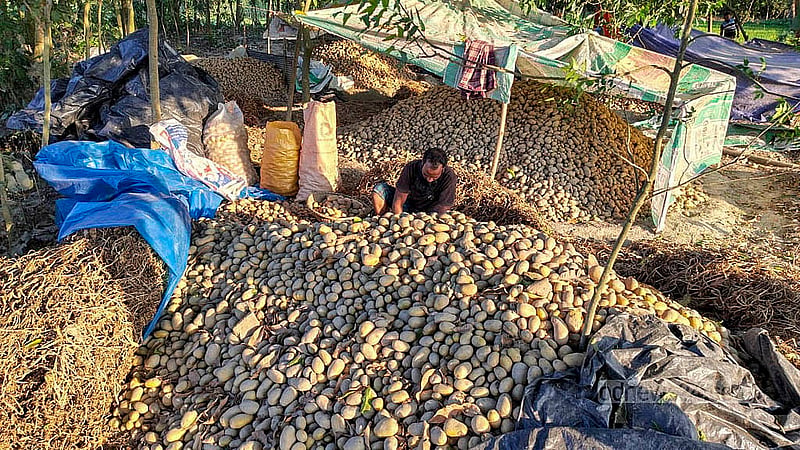 Along the roadsides of Mithlama village, potatoes lie piled up under tarps. Farmers stored them using traditional methods in hopes of fair prices, but now fear that rain will destroy whatever’s left.