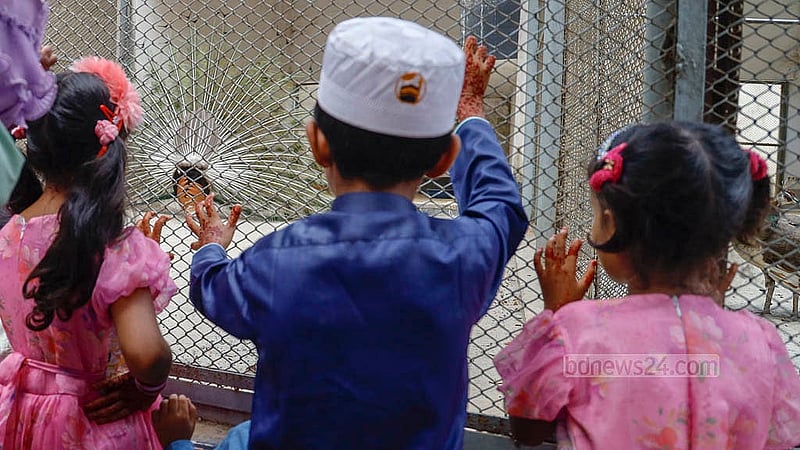 Children with great pleasure looking at peacocks’ plumage fanning out outside the bird’s cage at the National Zoo in Dhaka's Mirpur a day after Eid on Tuesday, Apr 1, 2025. Photo: Mahmud Zaman Ovi