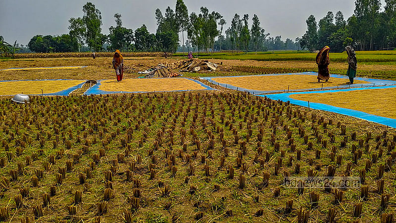 Women dry the fresh rice beneath the scorching summer sun in Taluk Manduar of Gaibandha Sadar Upazila. Photo: tazul islam Reza