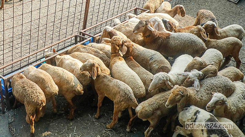 Fat-tailed sheep feed at the Popular Agro and Dairy Farm in Dhaka’s Keraniganj.  Photo: Abdullah Al Momin
