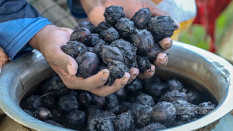 Many people brought water lily roots picked from Arial Beel for sale. These stalks will be sold for Tk 100 per kg. Photo: Abdullah al Momin