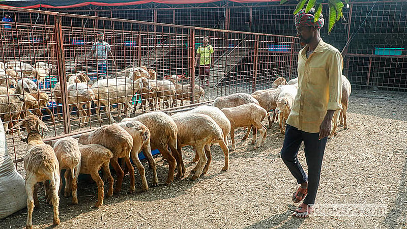 A farmhand looks after a lamb at Popular Agro and Dairy Farm.  Photo: Abdullah Al Momin