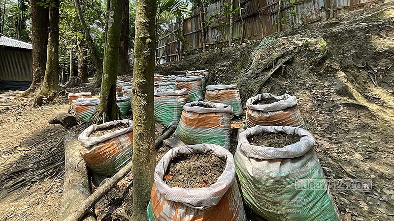 As part of climate adaptation, women in Burhanuddin, Bhola are cultivating ginger in sacks.