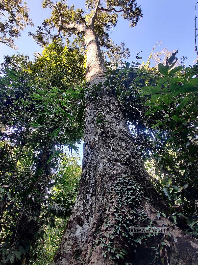 Several tall trees inside the forest, their names unknown, are estimated to be 70 to 80 years old, according to locals.