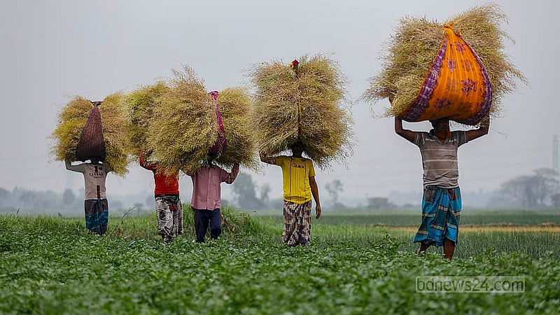 Labourer carries bundles of mustard along a narrow ridge between fields in Sirajdikhan, Munshiganj. Photo: Mahmud Zaman Ovi