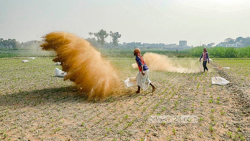 Farmers in Dhaka’s Savar and Manikganj’s Singair Upazila are cultivating exotic vegetables more commonly than traditional domestic ones nowadays. They put down fertiliser in the soil before sowing their land with vegetables. Photo: Abdullah al Momin