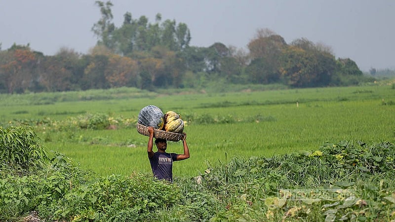 A farmer returns from Arial Beel in Srinagar, Munshiganj carrying ripe pumpkins. Photo: Abdullah Al Momin