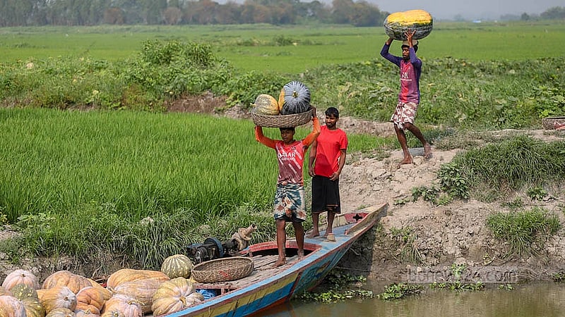 Ripe pumpkins from Arial Beel are being collected on a boat. Photo: Abdullah Al Momin